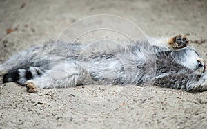 Pallas cat Otocolobus manul. Manul is living in the grasslands and montane steppes of Central Asia. Cute furry adult manul. A