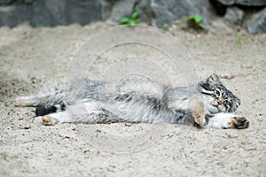 Pallas cat Otocolobus manul. Manul is living in the grasslands and montane steppes of Central Asia. Cute furry adult manul. A