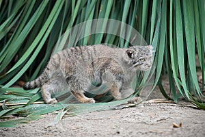 Pallas cat  Otocolobus manul. Manul is living in the grasslands and montane steppes of Central Asia. Little cute baby manul.