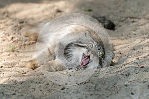 Pallas cat Otocolobus manul. Manul is living in the grasslands and montane steppes of Central Asia. Ð¡at making crazy face.