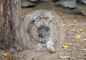 Pallas cat Otocolobus manul. Manul is living in the grasslands and montane steppes of Central Asia.  Portrait of cute furry