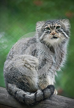 Pallas cat Otocolobus manul. Manul is living in the grasslands and montane steppes of Central Asia. Portrait of cute furry