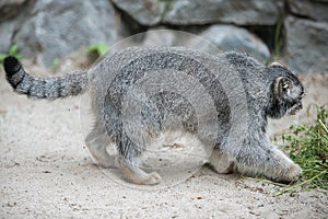 Pallas cat Otocolobus manul. Manul is living in the grasslands and montane steppes of Central Asia. Portrait of cute furry