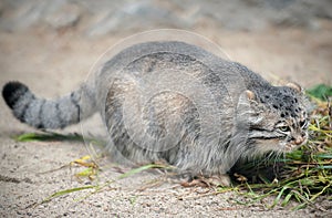 Pallas cat Otocolobus manul. Manul is living in the grasslands and montane steppes of Central Asia. Portrait of cute furry