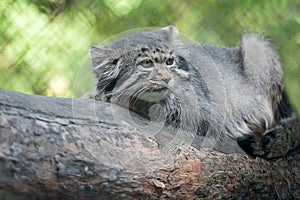 Pallas cat Otocolobus manul. Manul is living in the grasslands and montane steppes of Central Asia. Portrait of cute furry