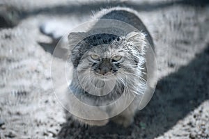 Pallas cat Otocolobus manul. Manul is living in the grasslands and montane steppes of Central Asia. Portrait of cute furry