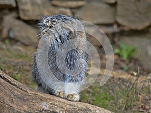 Pallas` cat, Otocolobus manul, portrait of a male