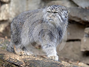 Pallas` cat, Otocolobus manul, portrait of a male