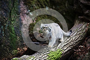 Pallas Cat