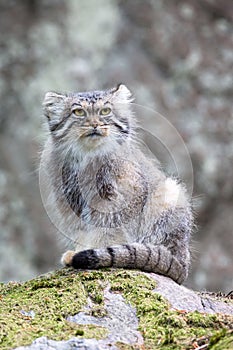 Pallas cat watching out