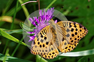 Pallas' fritillary