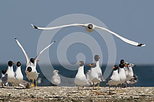 Pallas gull in flight