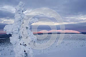 Pallas national park, Finland