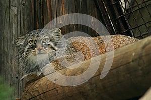 Pallas's Cat