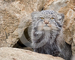 Pallas's cat