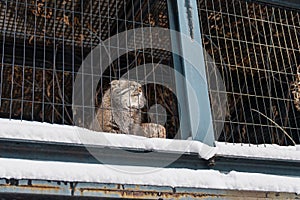 Pallas s cat or Felis manul at Asahiyama Zoo in winter season. landmark and popular for tourists attractions in Asahikawa,