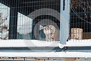 Pallas s cat or Felis manul at Asahiyama Zoo in winter season. landmark and popular for tourists attractions in Asahikawa,