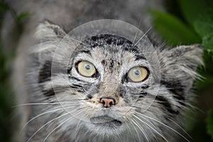 Pallas's cat Manul Otocolobus manul cute wild cat