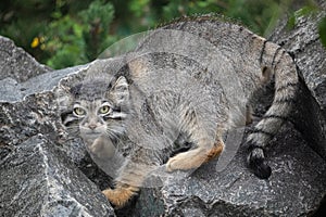 Pallas's cat Manul Otocolobus manul cute wild cat