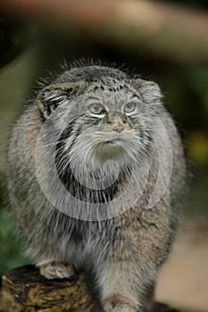 Pallas's cat (Otocolobus manul)