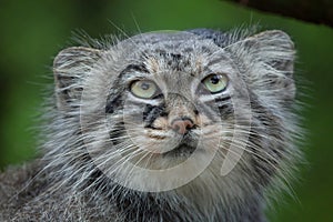 Pallas`s cat Otocolobus manul