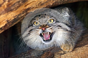 The Pallas`s cat Otocolobus manul, also called the Manul,male portait with exposed teeth