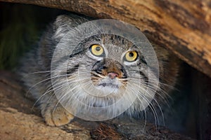 The Pallas`s cat Otocolobus manul, also called the Manul,male portait