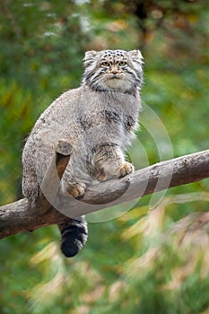 The Pallas`s cat Otocolobus manul, also called manul, is a small wild cat with a broad but fragmented distribution in the photo