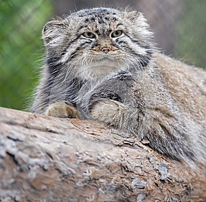 Pallas cat Otocolobus manul, also known as the manul
