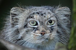 Pallas`s cat Otocolobus manul