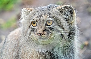 Pallas`s cat Otocolobus manul, also known as manul