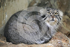 Pallas's cat (Otocolobus manul), also known as the manul.