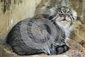 Pallas's cat (Otocolobus manul), also known as the manul.