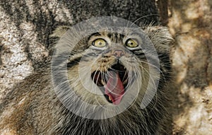 Pallas\'s cat (Otocolobus manul), also known as the manul, is a small and dense light grey fur, and rounded ear photo