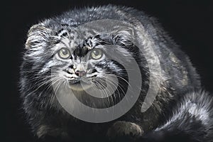 A Pallas\'s cat (*Otocolobus manul*), characterized by its dense, fluffy fur and photo