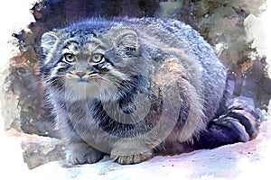 Pallas\'s cat (Otocolobus manul) with a dense, plush coat stands on a rocky photo