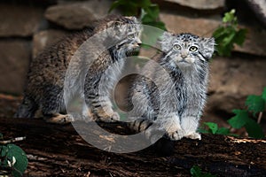 Pallas's cat (Otocolobus manul) Detail portrait cat