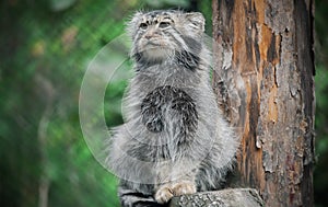 Pallas cat Otocolobus manul. Manul is living in the grasslands and montane steppes of Central Asia. Portrait of cute furry