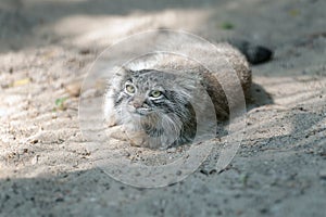 Pallas cat Otocolobus manul. Manul is living in the grasslands and montane steppes of Central Asia. Portrait of cute furry