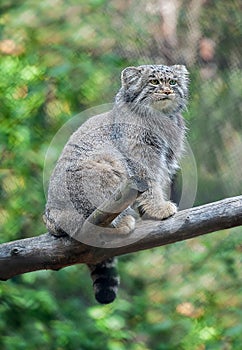 Pallas cat Otocolobus manul. Manul is living in the grasslands and montane steppes of Central Asia. Portrait of cute furry photo