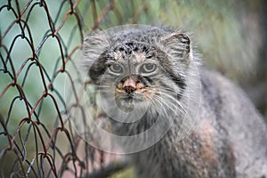 Pallas\'s cat - Otocolobus manul - resting near wired fence in zoo, closeup detail to head