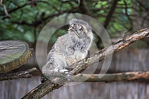 Pallas's cat - Otocolobus manul - resting on wooden branch