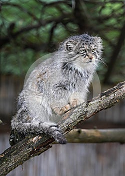 Pallas's cat - Otocolobus manul - resting on wooden branch