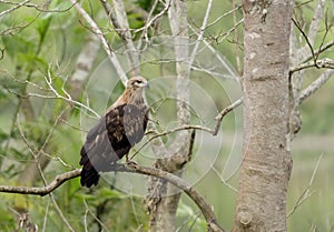 Pallas\'s fish eagle (Haliaeetus leucoryphus), seen in Kaziranga, Assam, India photo