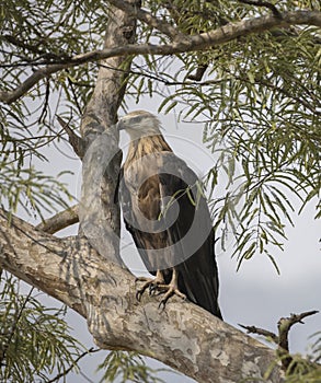 Pallas`s Fish Eagle Haliaeetus leucoryphus perching on a tree bark looking for prey. Serpent eagle shot in Jim Corbett national photo