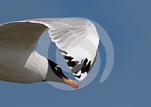 A Pallas`s, or Great Black-headed Gull, seagull close up.