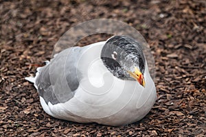 Pallas`s gull, Ichthyaetus ichthyaetus, also known as the great black-headed gull sitting on the ground at nest