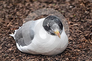 Pallas`s gull, Ichthyaetus ichthyaetus, also known as the great black-headed gull sitting on the ground at nest