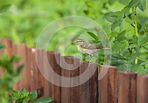 Pallas\'s Leaf Warbler, Phylloscopus proregulus