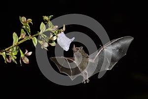 Pallas`s Long-tongued Bat - Glossophaga soricina